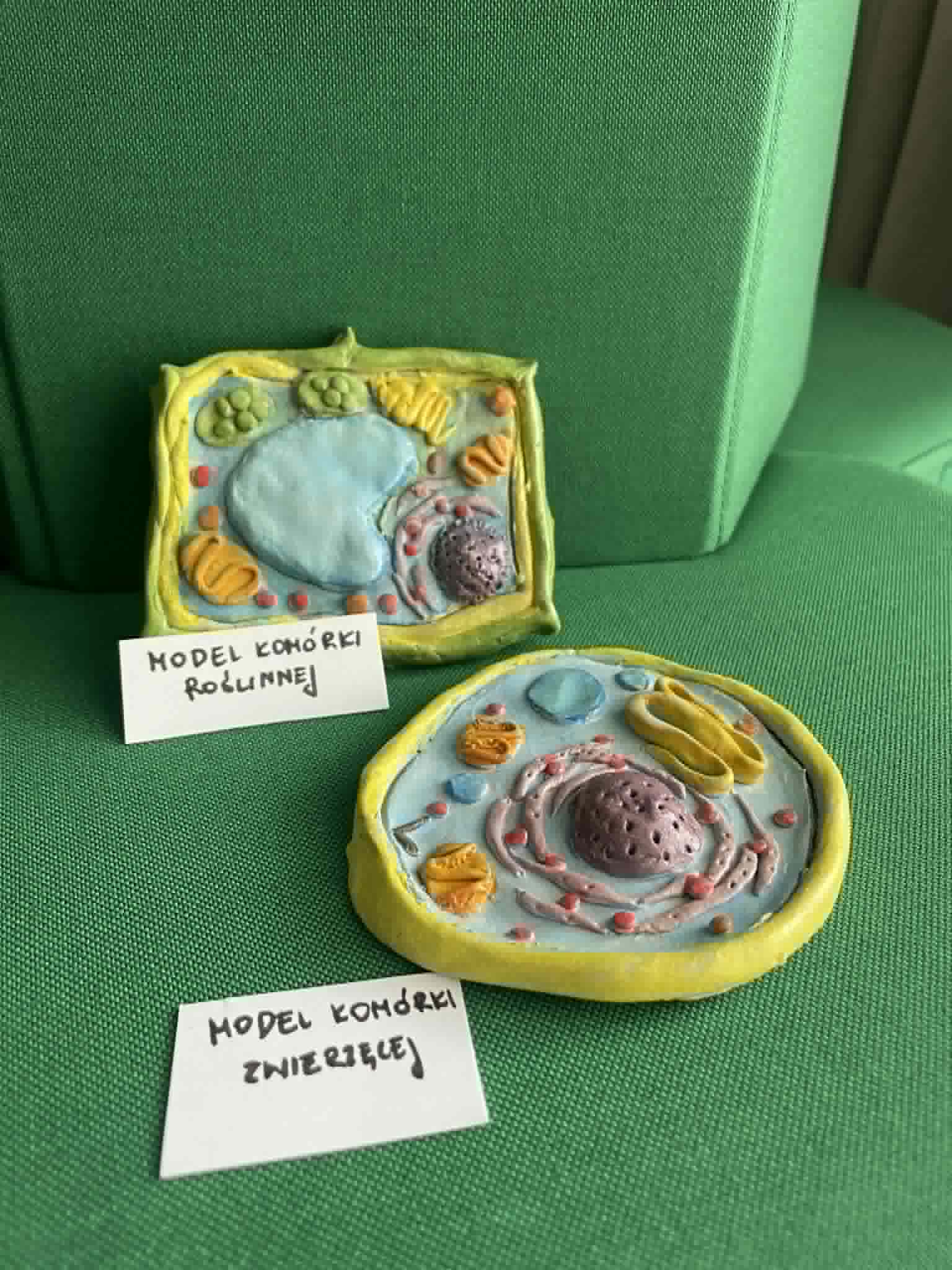Warsztaty biologiczne — praca z modelem anatomicznym