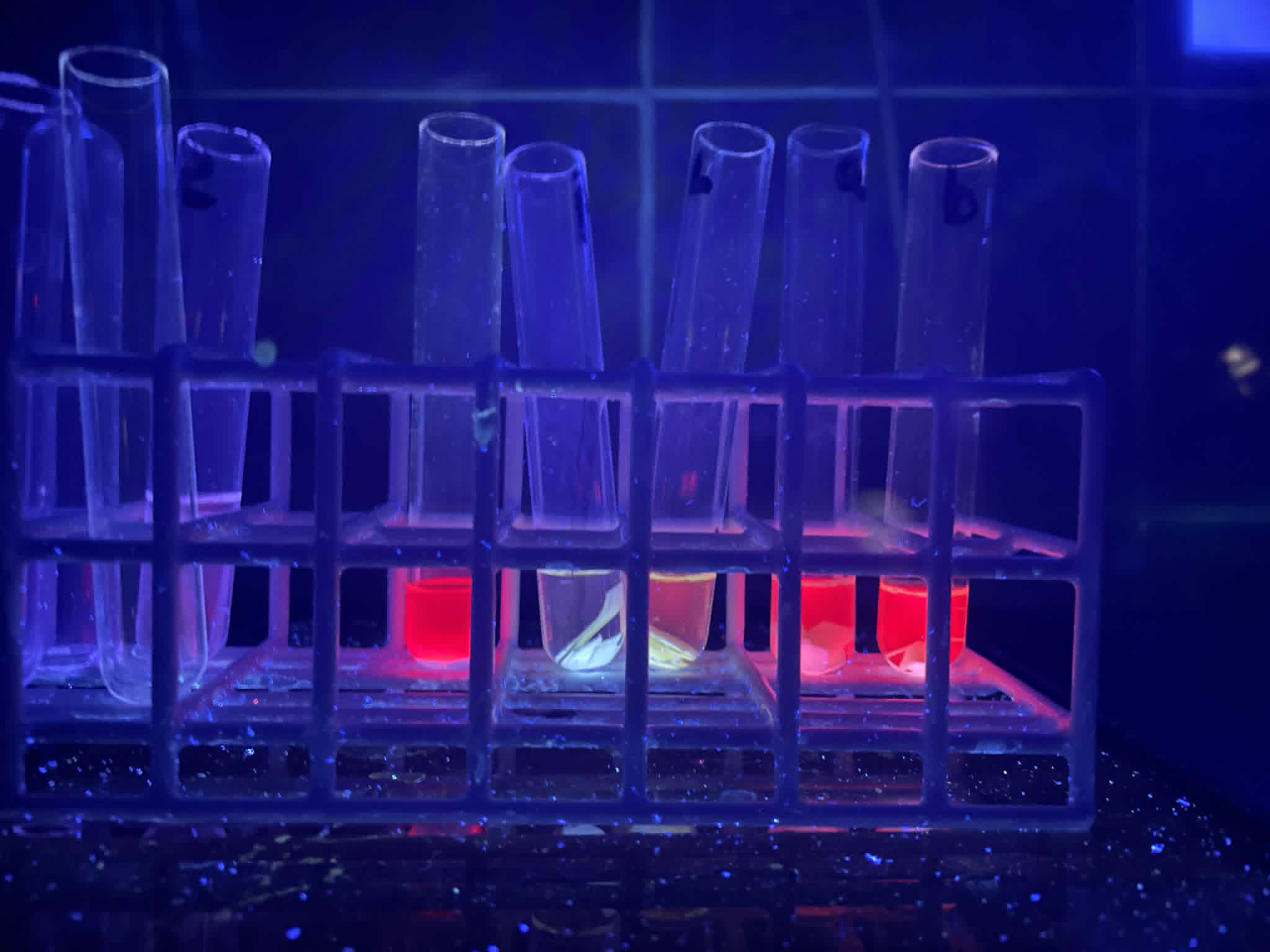 Dzieci oglądają preparat na warsztatach biologicznych